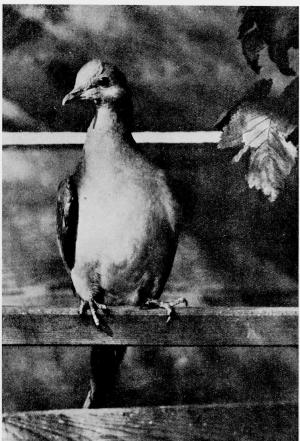 picture of passenger pigeon