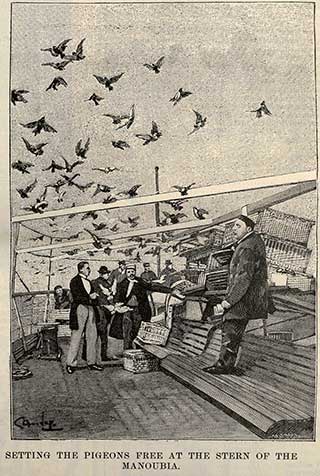 Countermarking pigeons