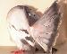 See a larger picture of the American Fantail.
