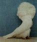 Click picture for larger picture of the Jacobin.