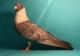 Egyptian Swift