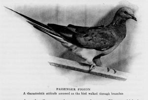 photo of bird