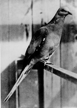Adult Male