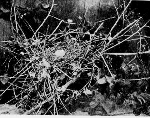 pigeon nest