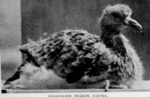 Baby Passenger Pigeon