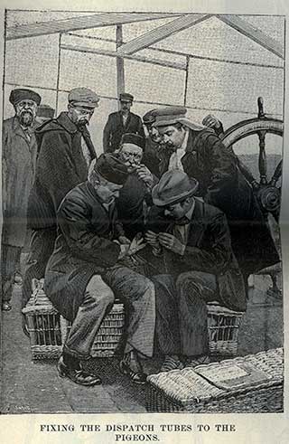 Picture of handling pigeons