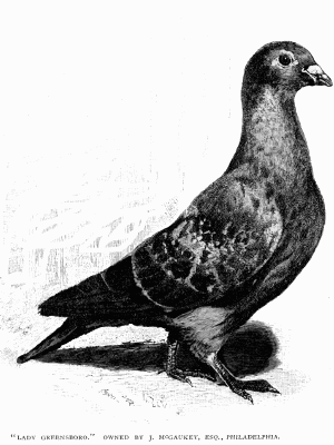 Pigeon