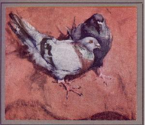 pigeon picture