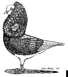 Capuchine standard drawing