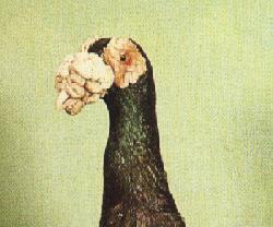 The head of the Carrier is one of its best features.