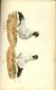 Eaton Plate 9 Nun and Helmet