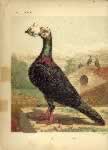 Fulton black cock damaged copy.  Click for larger image.