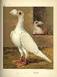 Fulton color plate White Carrier Cock.  Click for larger image.