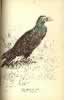 Jardine Plate Barb Pigeon.  Click for larger image.