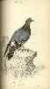 Jardine Plate 12  Columba Livia  (Rock Dove). Click for larger image.