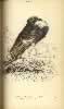 Jardine Plate 15 Pouter Pigeon.  Click for larger image.