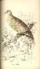 Jardine Plate 17 Tutur Risorius.  Click for larger image.