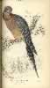 Jardine Plate 19 Passenger Pigeon.  Click for larger image.