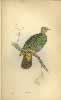 Jardine Plate 4 Ptilinopus Monachus.  Click for larger image.