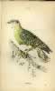 Jardine Plate 5 Ptilinopus Cyanovirens.  Click for larger image.