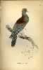 Jardine Plate 9 Columba Spadicea.  Click for larger image.