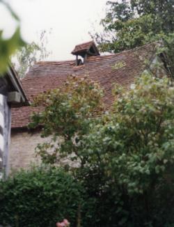 Dovecote through trees