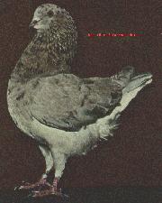 Almond Schietti Modena