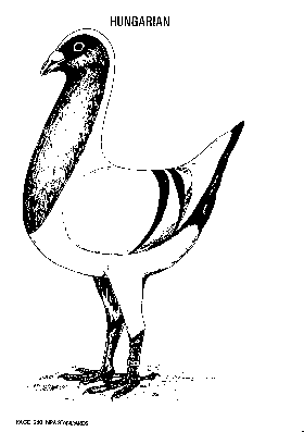 Hungarian