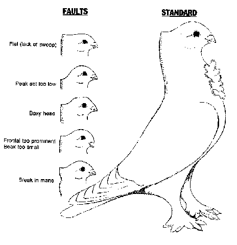 Seraphim Image