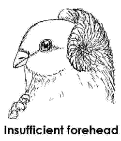 This bird does not have enough forehead to be a champion.