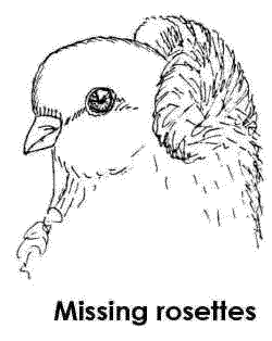 The crest or rosette of this bird is just too small for a show champion.
