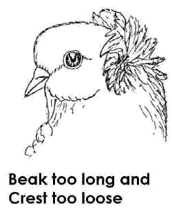 This bird's beak is just a little too long for a show champion.