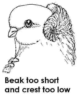 This bird's beak is too short for a champion.