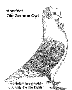 This bird is too thin to be a champion.