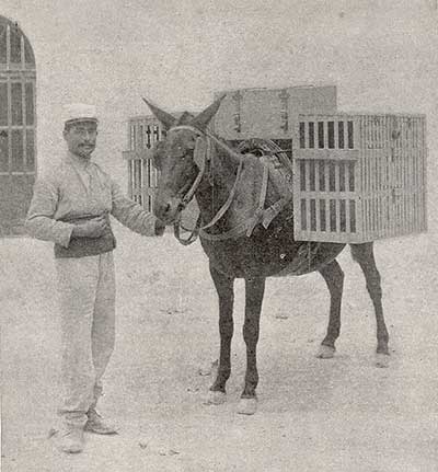 Picture of mule