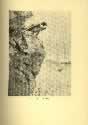 Click to enlarge. Animal Heroes, The Pirates in Ambush