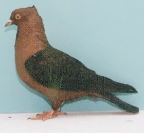 npa