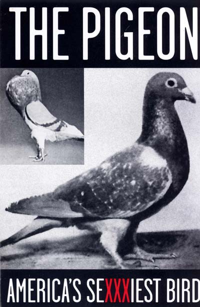 Pigeon the sexxiest bird