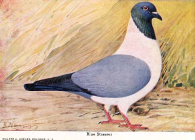 Blue Strasser