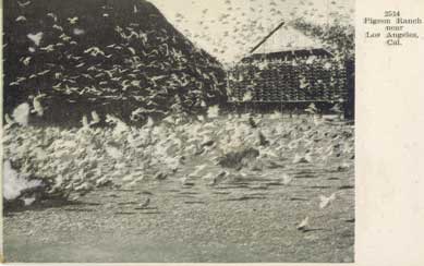 pigeon farm