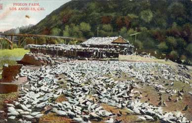 pigeon farm