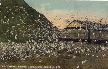 pigeon farm