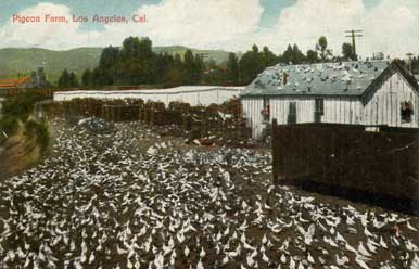 pigeon farm