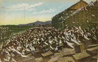 pigeon farm
