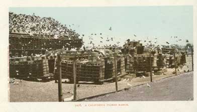 pigeon farm