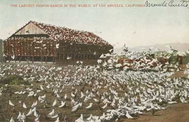 pigeon farm