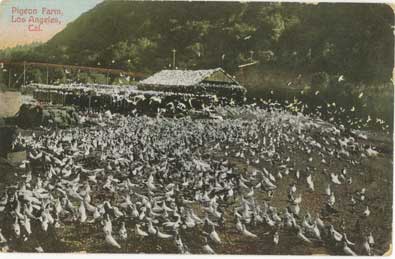 pigeon farm