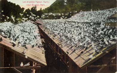 pigeon farm