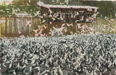 pigeon farm
