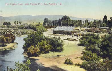 pigeon farm